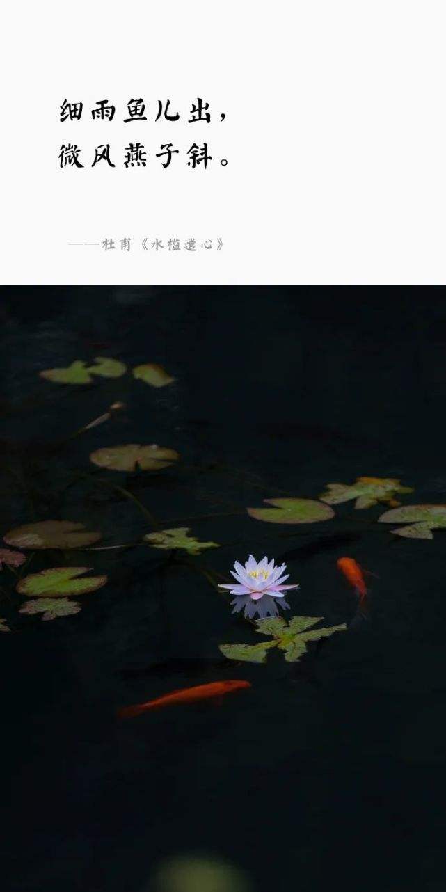 放生三大忌讳！